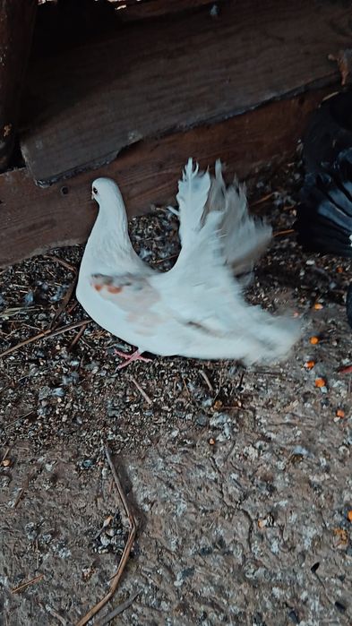 Vând femelă de rasă  curcan