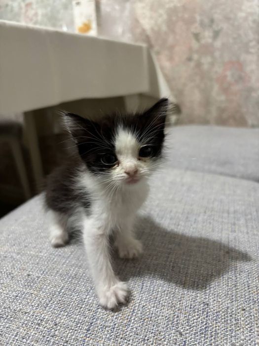 Котенок в добрые руки