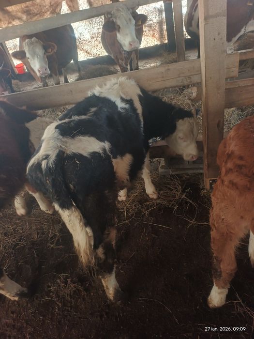 Vând 2 tauri  sănătoși si cuminți