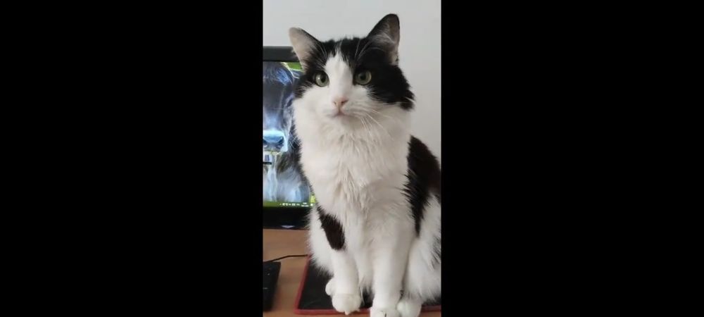 Отдам в добрые руки кошек