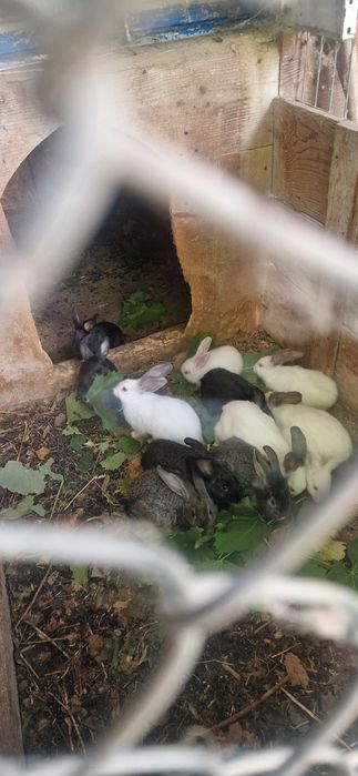 Iepuri de casă / carne – sănătoși, crescuți natural – Mangalia