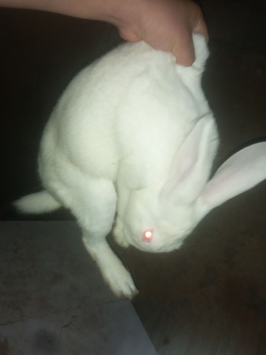 Hikol quyon 8ta urgochi 1 erkak bonus