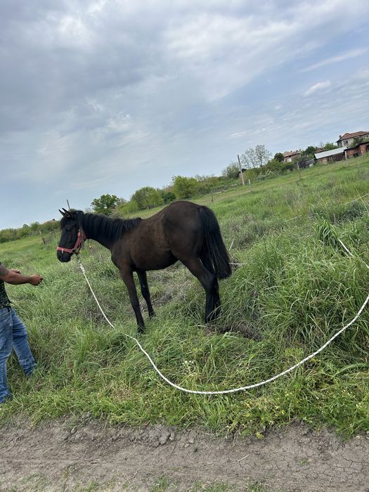 Женски кон ………..