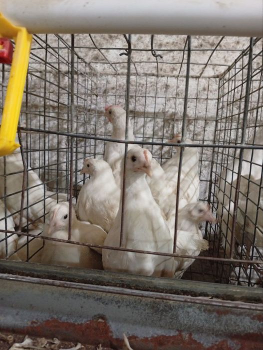 100кунлик жужалар сотилади