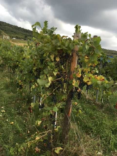 Teren compact cu vita de vie in productie (Pinot Noir)  18,57 Hectare