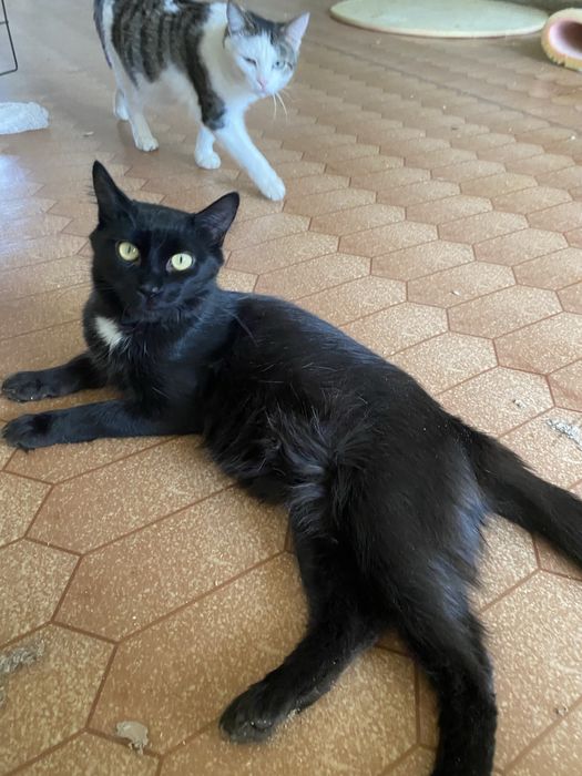 Кошечка и кот ищут добрые ручки