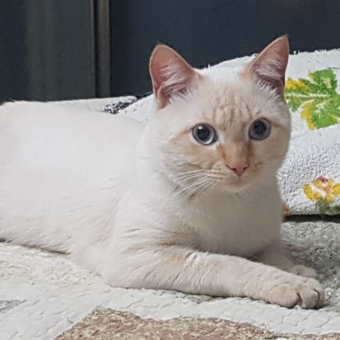 Потерялся кот на КШТ