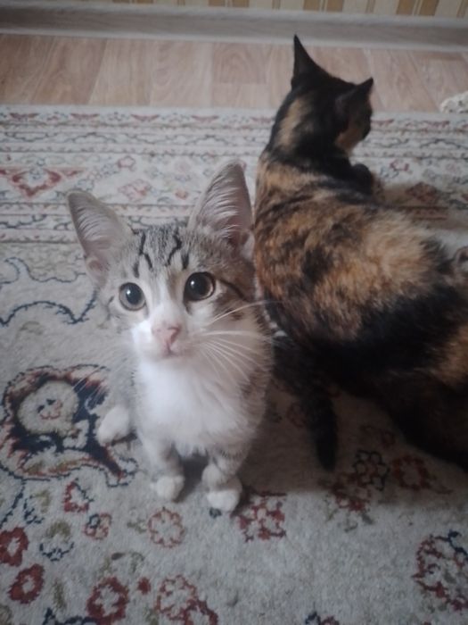 Отдам котят в добрые руки