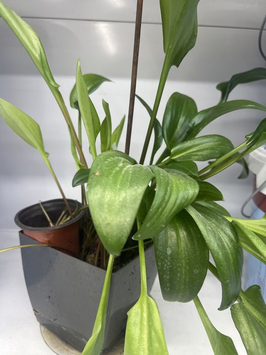 Гүлдер (Цветы)  гүлдер сатылады горшогімен