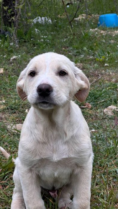 Сладки кученца търсят дом