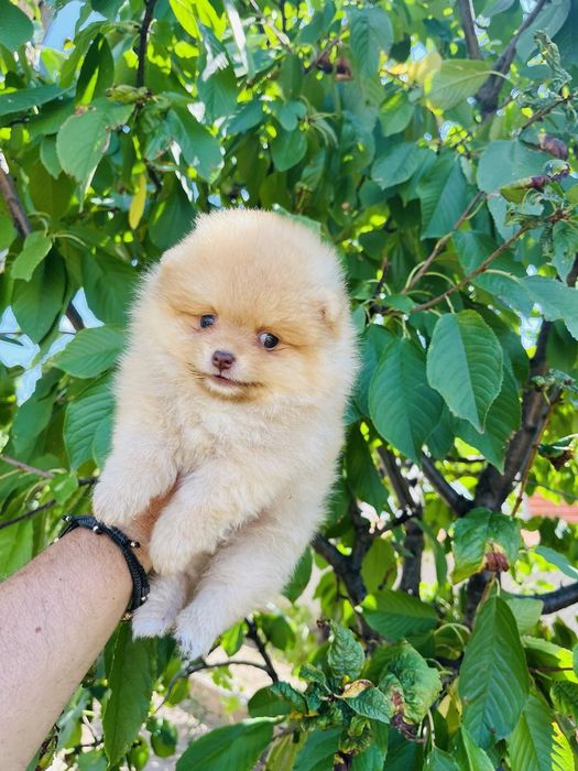 Померан мини мини