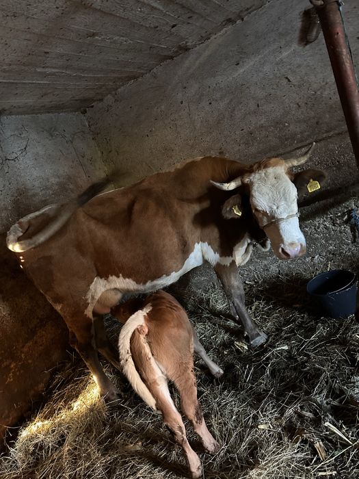 Vand vaca cu tauras !