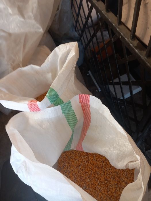 Vând porumb boabe pioner sfarmat