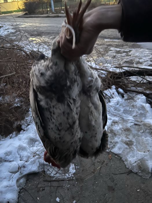 Қораздар сатылады домашний