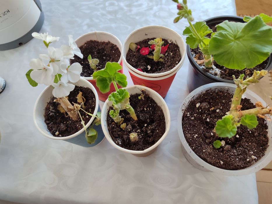 Комнатные цветы, колеусы и герани