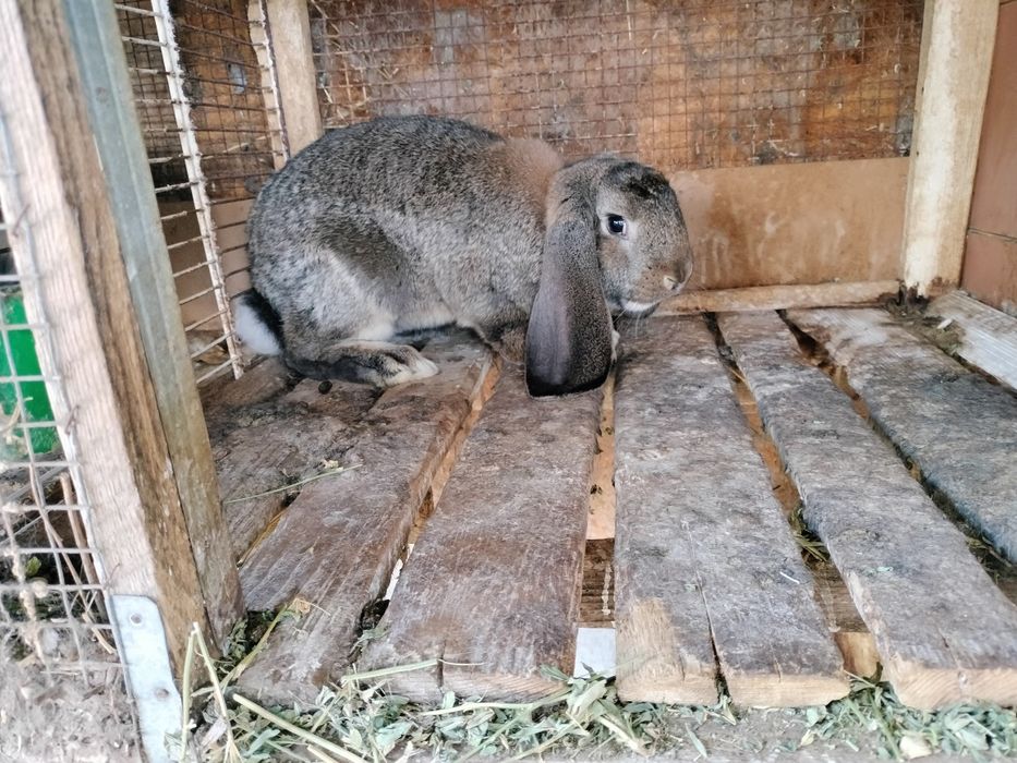 Berbec german masculi și femele