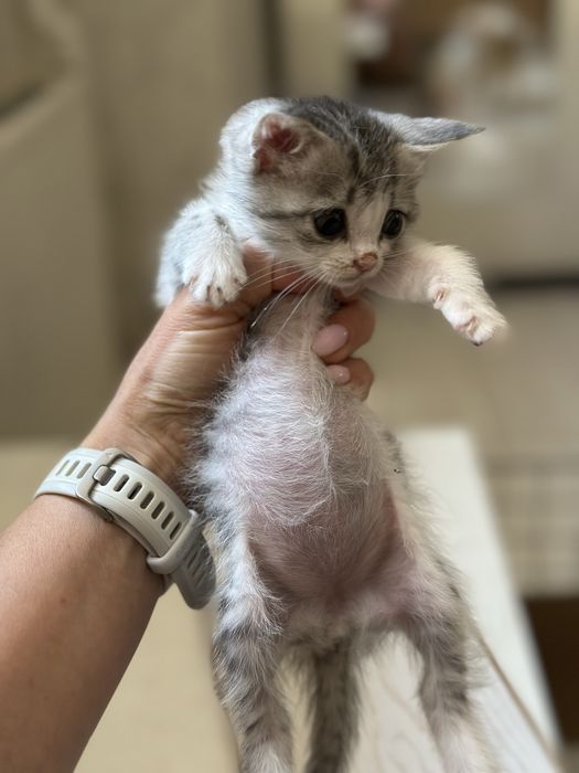 Котята бесплатно