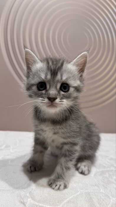 Котята британские вислоухие продам