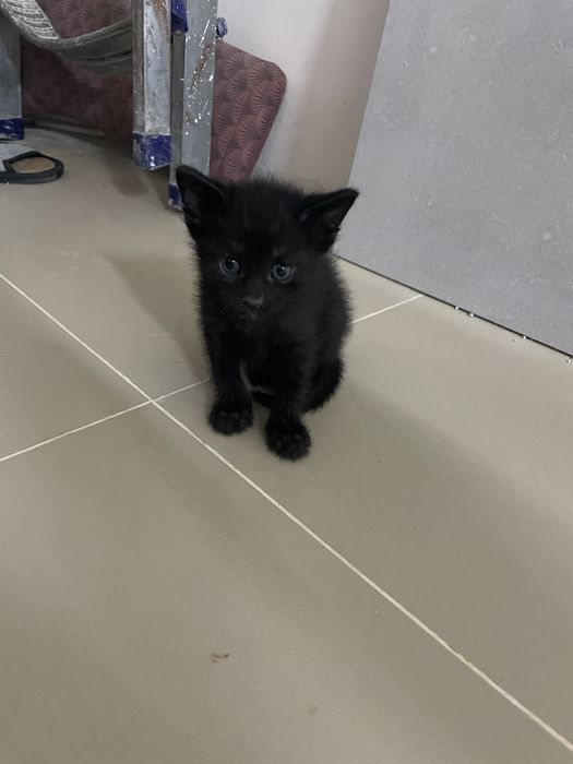 Отдам мальчика котика в хорошие руки