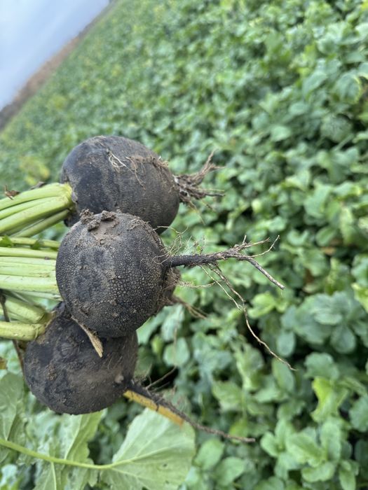 Sfecla rosie ridichie