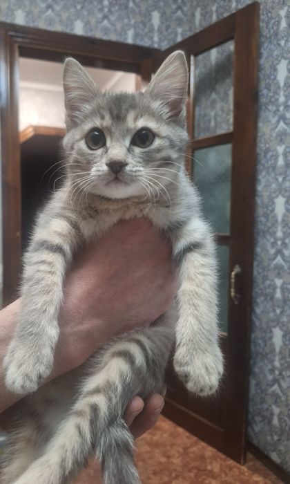 Отдам в добрые ручки