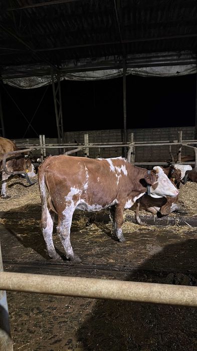 vand juninci-vaci de lapte baltata romaneasca