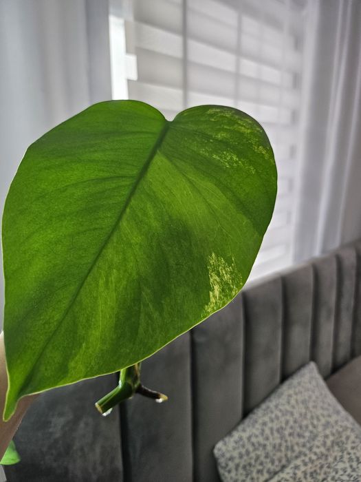 Продам черенки Monstera deliciosa 'Aurea