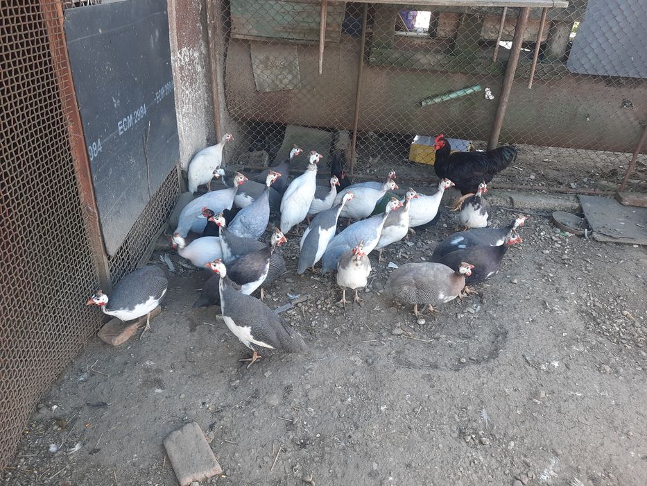 Oua de bibilica colorate si 8 masculi vor sa schimbe locatia