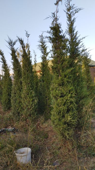 посадки купить товары для сада и огорода Шымкент Цена на