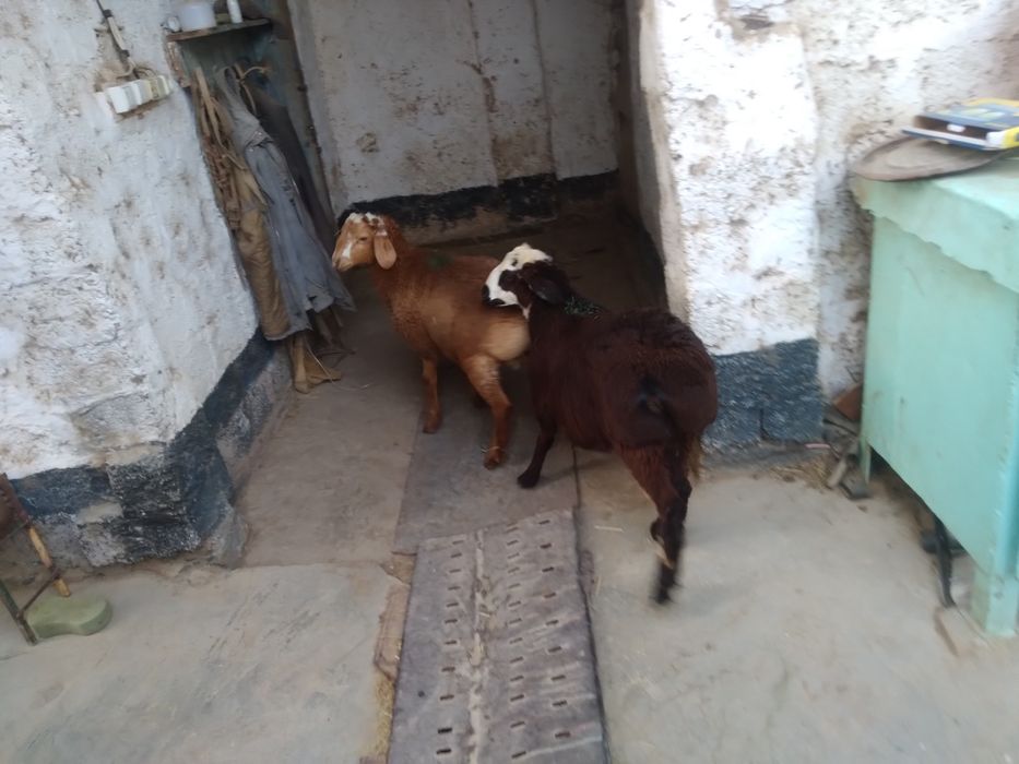 Qo'zi qo'chqorlar sotiladii