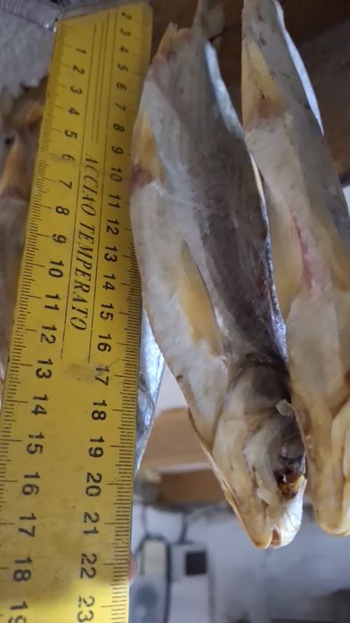 Рыба сушеная,свежая