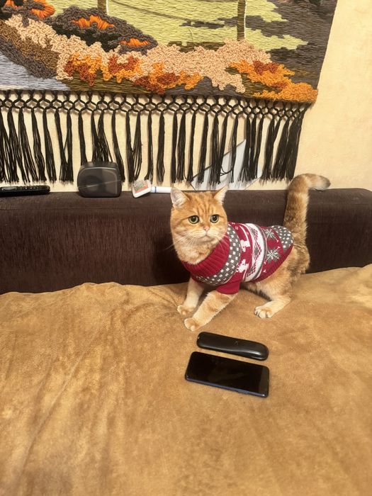 Пропал кот Филя!