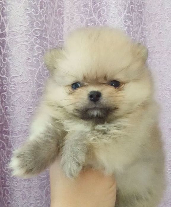 Щенки шпица мини