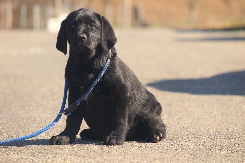 pui labrador calitate deosebita