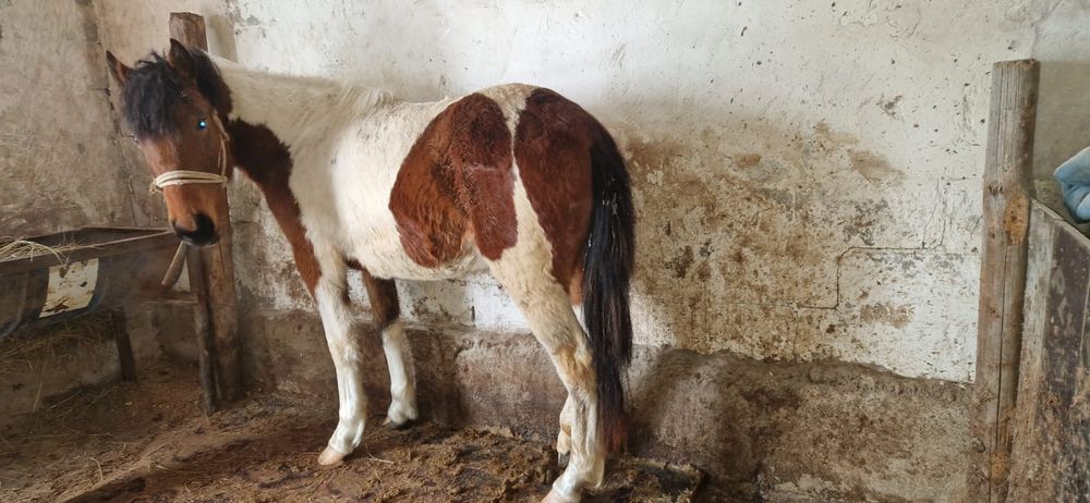 Тайдан байталға шығады