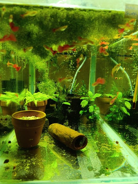 Plante,pești,acvariu,gradina cu pesti