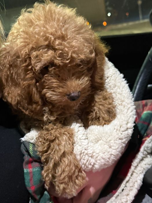 Мини женски пудел