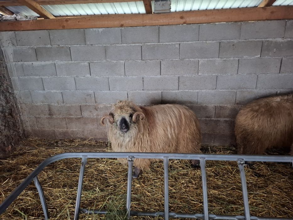 Vând oi țurcane gestante bucalai si oacheșe si un berbec bucalau