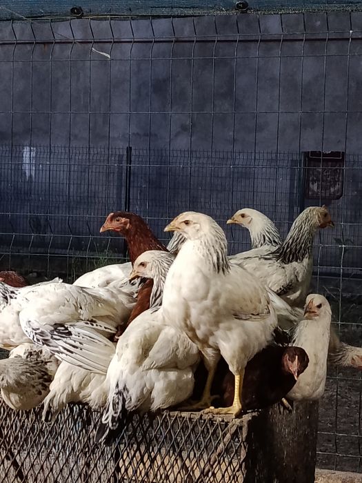 Продам курей молотки Доминант и Адлер