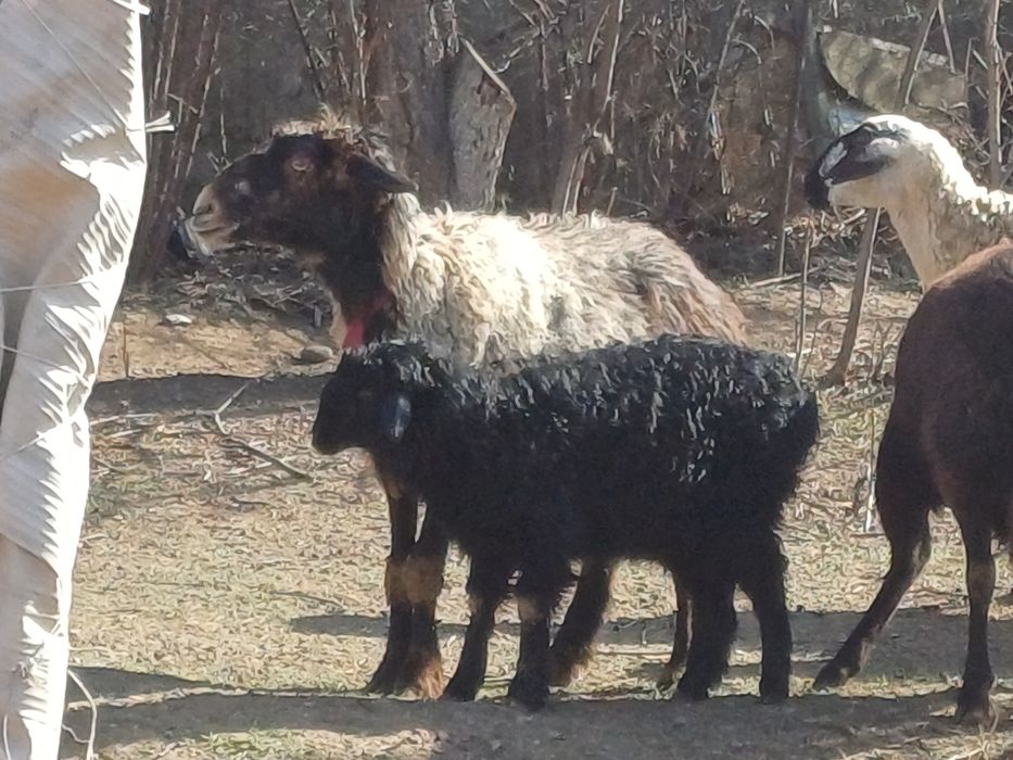 Қозы,  қошқар қозлы қой сатылады