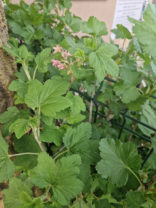 Arbusti ornamentali
