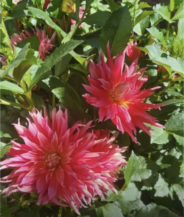 Ц В Е Т Ы. Георгины