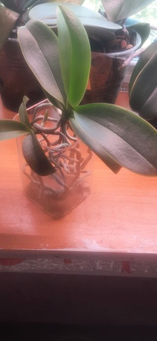 Продам детки орхидей