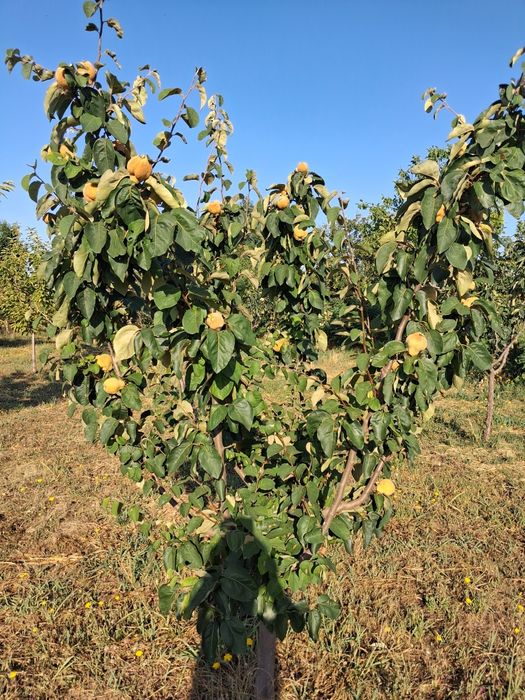 Casă de vânzare, Zimnicea