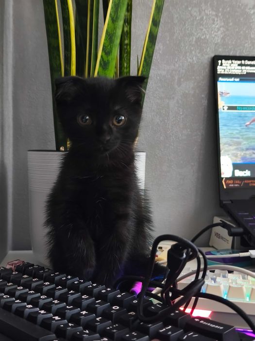Отдам в добрые заботливые руки