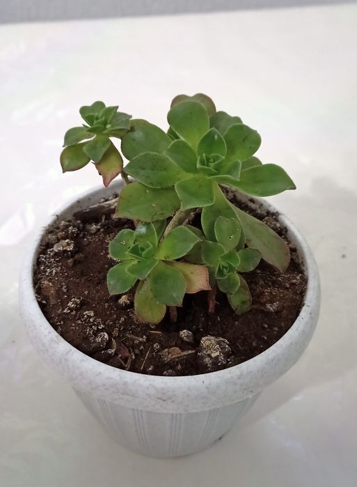 Комнатное  растение. Разные. И дёшово.