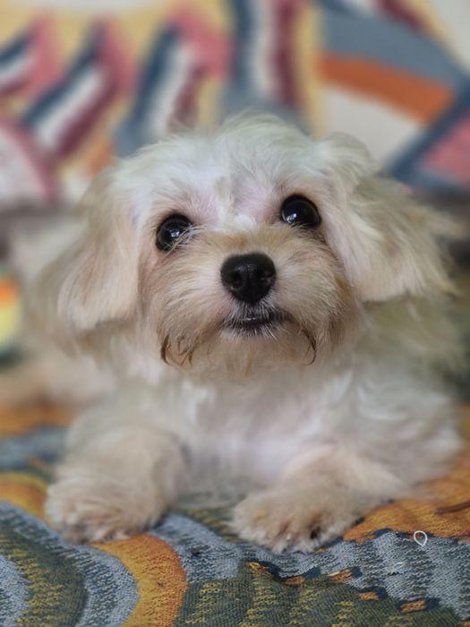 Болонка щеночки мини