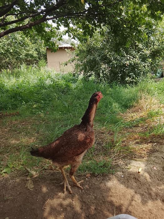 Dakan tulak Tovuq bilan birga sotiladi