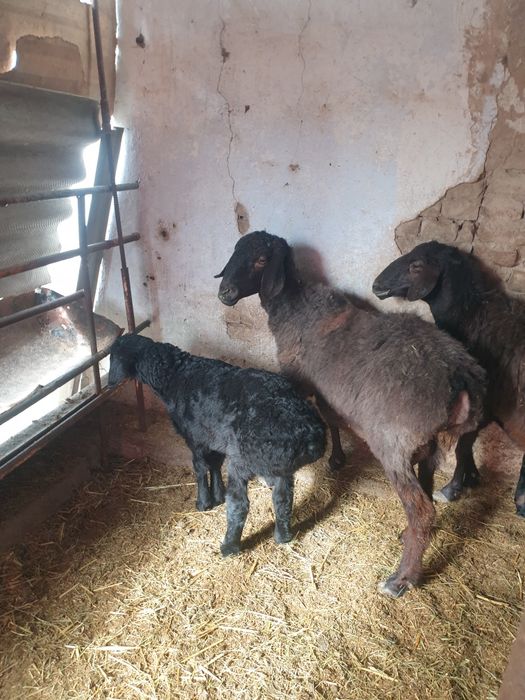 Она бола койлар боллари еркак