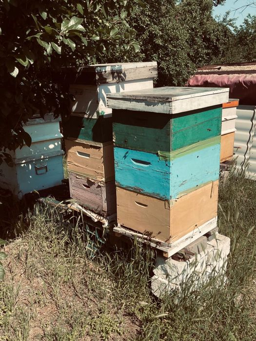 Familii de albine